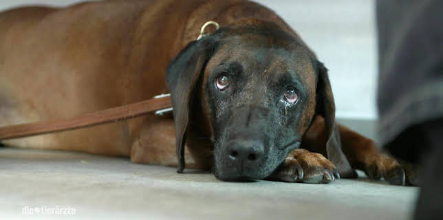 10:20: Die Tierärzte - Retter mit Herz (47) | WDR Fernsehen | 3/17 2026