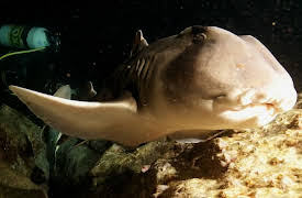 Animal Instincts: Mission Migration