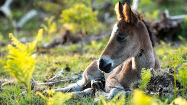 11:50: Abenteuer Wildnis | BR Fernsehen | 6/11 2026