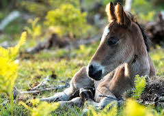 Abenteuer Wildnis