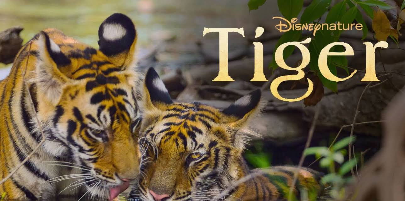 Tiger (2024)