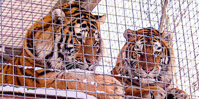 10:35: Elefant, Tiger & Co. (295) | MDR Fernsehen | 1/13 2026