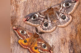 Zoology: Understanding the Animal World: Bees, Butterflies, and Saving Biodiversity