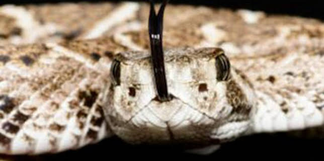 07:09: Misterios de la naturaleza: Serpientes sin cascabel | Discovery Max | 2/1 2026