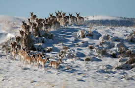 Great Migrations: Behovet for å pare seg