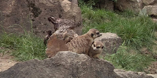 05:55: Giraffe, Erdmännchen & Co. (200) | HR Fernsehen | 3/24 2026