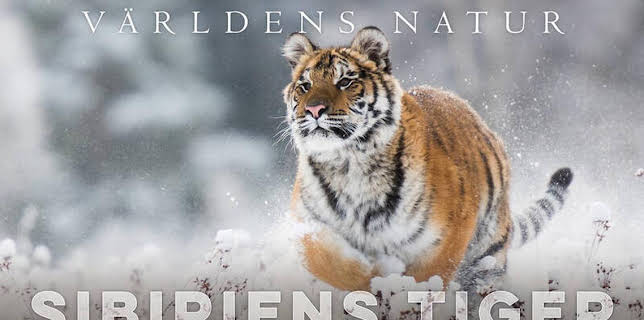 18:00: Sibiriens tiger | SVT2 | 8/10 2025