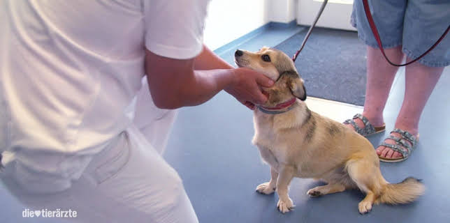 10:20: Die Tierärzte - Retter mit Herz (39) | WDR Fernsehen | 3/5 2026