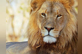 Wildlife Icons: Life in the Leftovers