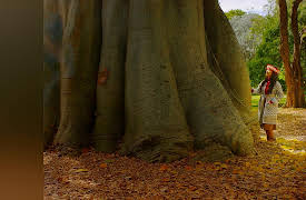 Wai Lana Insights: Leaf