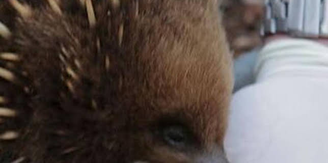 15:02: Expedición al pasado: En busca del Tigre de Tasmania | Discovery Max | 2/23 2026