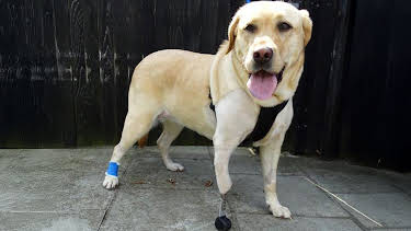 3:00 PM: The Supervet: Noel Fitzpatrick (S5 E7) (S5) | W | 1/11 2026