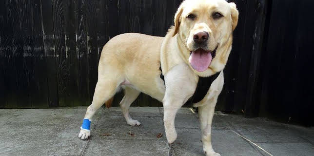 2:00 PM: The Supervet: Noel Fitzpatrick (S5 E7) (S5) | W | 1/11 2026