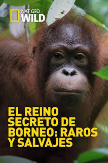 14:15: El reino secreto de Borneo: raros y salvajes | Nat Geo Wild | 8/28 2026