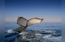 Journey with Dylan Dreyer S1: Wild Ocean