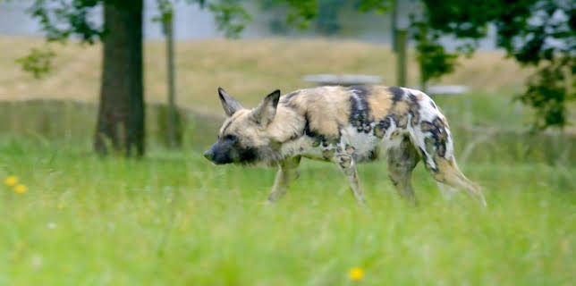 12:35 PM: Go Wild (S2) | Cbeebies | 1/24 2026