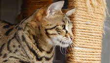 My Cat From Hell (S5 E13)