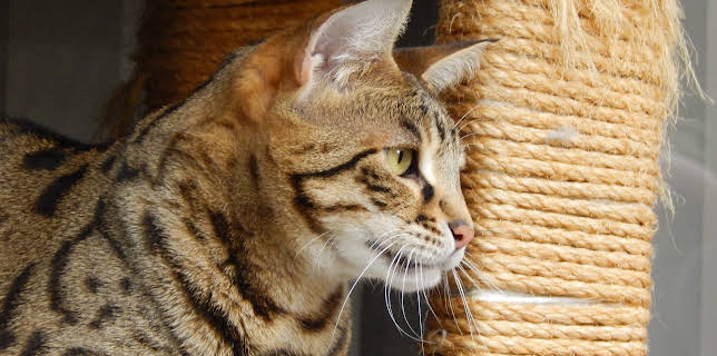 16:00: My Cat From Hell (S5 E13) (S5) | Animal Planet | 11/15 2025