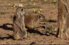 Meerkat Manor The Next Generation: To The Manor Born