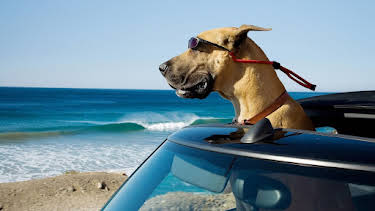 11:35 PM: Marmaduke | Sky Comedy | 9/25 2026