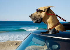 Marmaduke