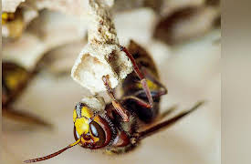 Macro Worlds: Winter is Coming