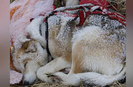 Toughest Race on Earth: Iditarod: The Great Escape