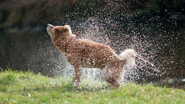 7:00 AM: How Do Animals Do That? (S1) | Discovery Channel | 7/11 2026