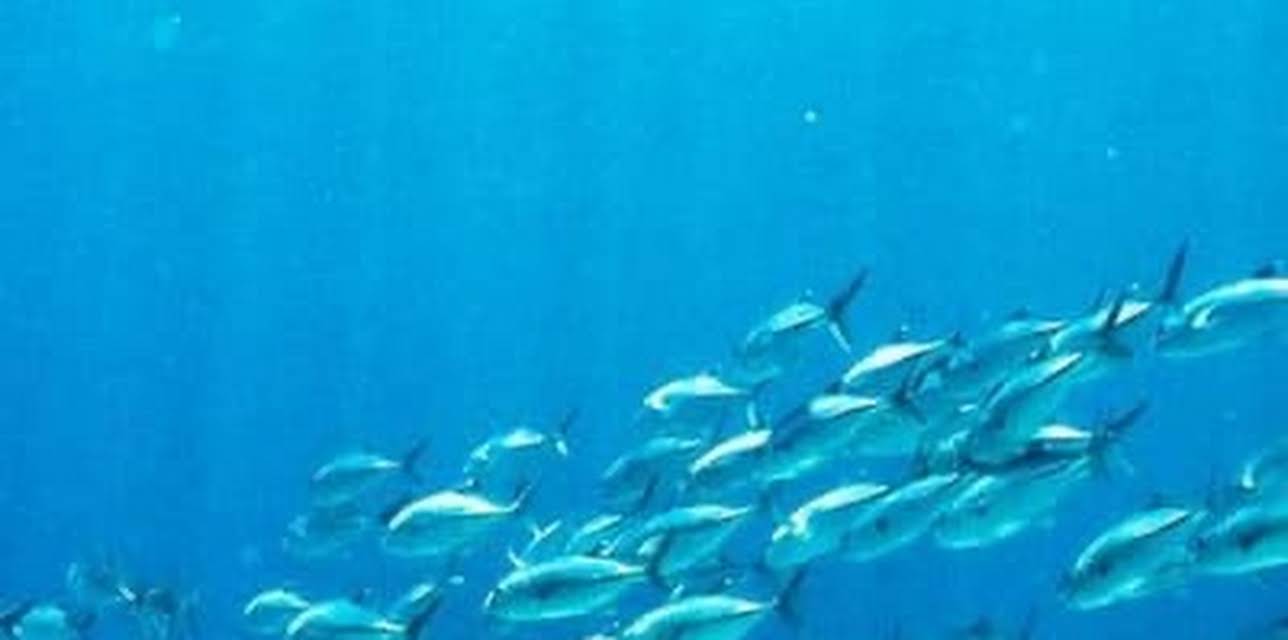 The End of the Line: The Destruction of Our Seas (2009)