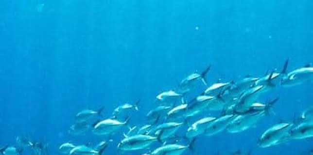 The End of the Line: The Destruction of Our Seas (2009)