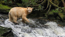 Auf den Spuren der Bären