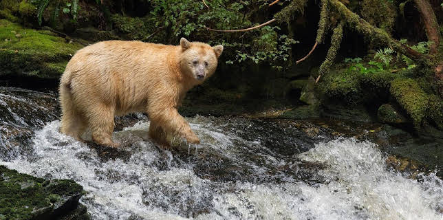 15:48: Auf den Spuren der Bären | Arte | 11/4 2025