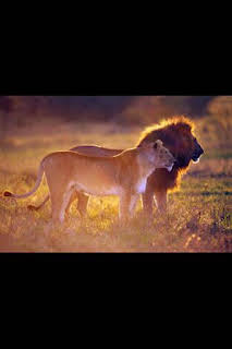 18:00: Instintos letales: Impulsos primarios | Nat Geo Wild | 2/21 2026