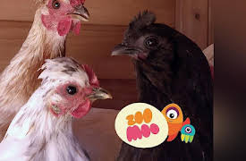 Animal All Stars: Extraordinary Eggs