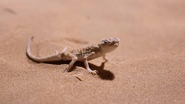 14:05: Wild Dubai | Animal Planet | 11/7 2025