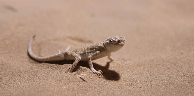 00:45: Wild Dubai | Animal Planet | 11/9 2025