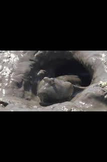 13:20: Raros y salvajes: La rebelión mutante | Nat Geo Wild | 8/28 2026