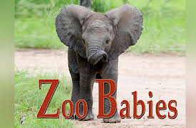 Zoo Babies: Natural Habitats