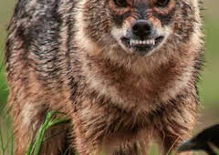 Luchadores salvajes: La lucha por la comida