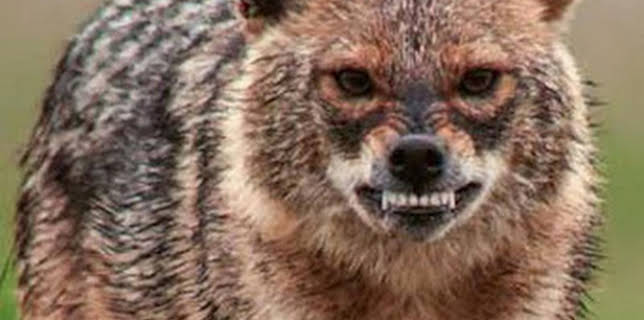 16:35: Los grandes bailarines de la naturaleza: La danza del amor | La Otra | 12/24 2025