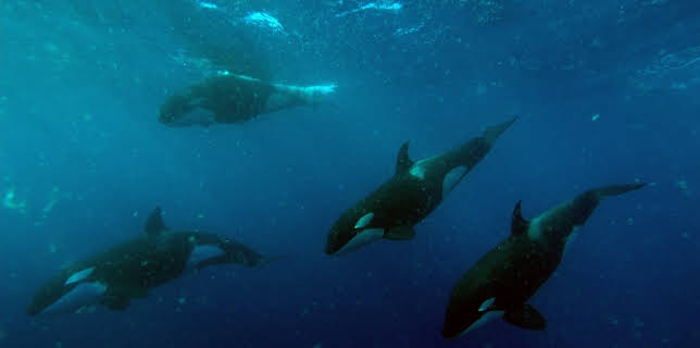 02:10: Tierische Überflieger (1/5) | 3SAT | 3/3 2026