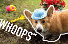 Topi the Corgi: Messy Job