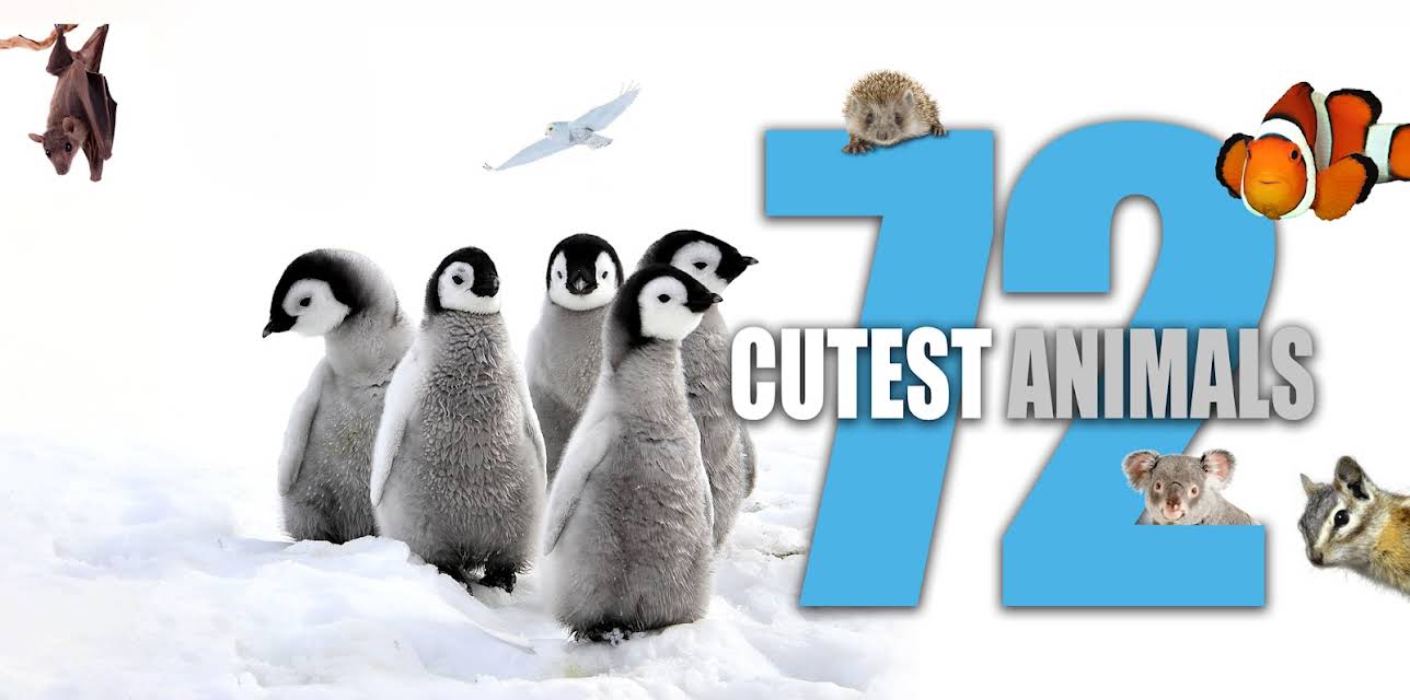 72 Cutest Animals