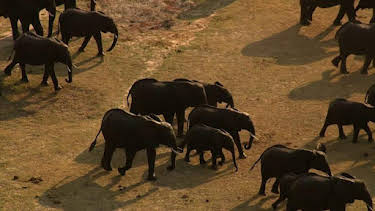 8:00 AM: How Do Animals Do That? (S1) | Discovery Channel | 6/27 2026