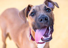 The Dog House Australia