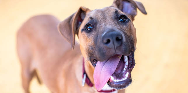 6:55 PM: The Dog House Australia | More 4 | 2/17 2026