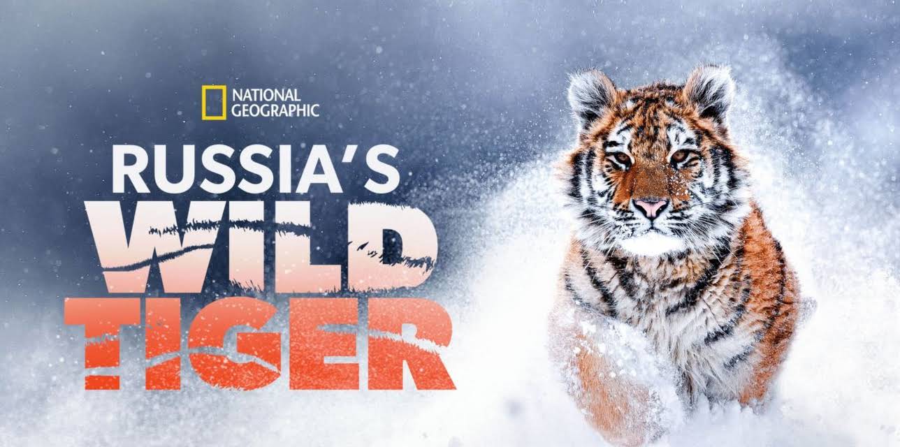 Russia's Wild Tiger