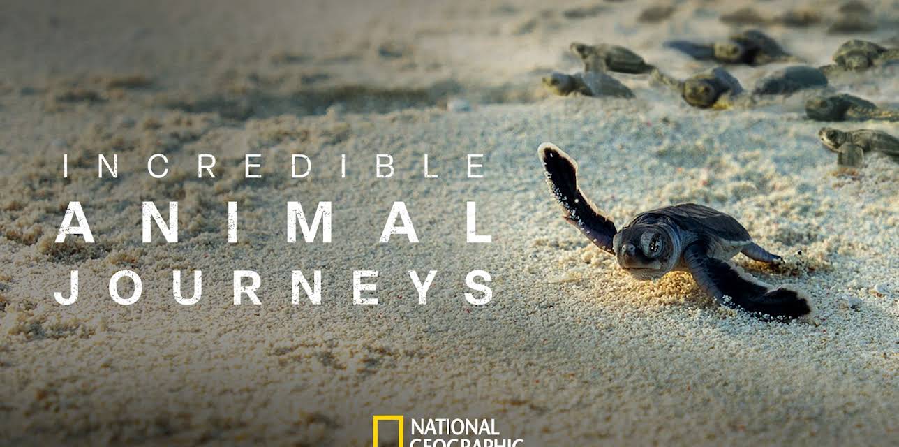 Incredible Animal Journeys Season 1