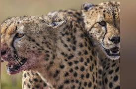 Big Cat Tales  Season 1: Faces from the Shadows