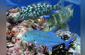 Nature's Greatest Secret - The Coral Triangle: A Deep Secret